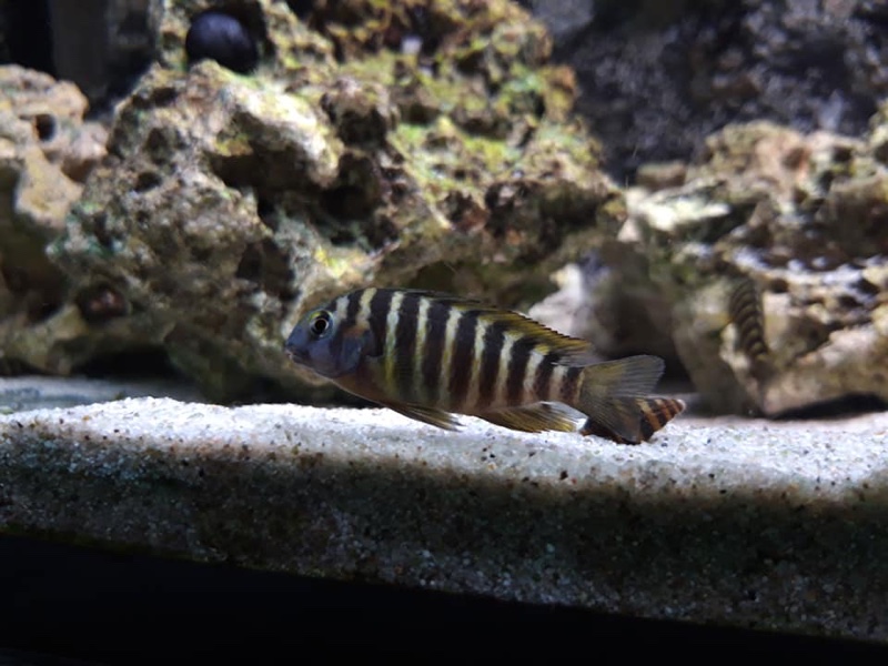 Tropheus sp. 'lukuga' Kalemie